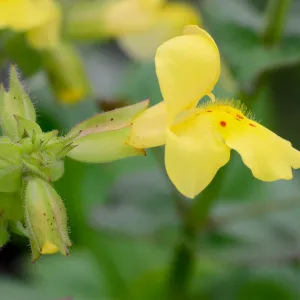 monkeyflower, Mimulus, SBBG Photo Contest 2012