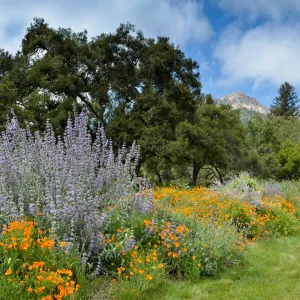 Meadow panorama, lawn, view to mountains, puffy clouds, SBBG Photo Contest 2012
