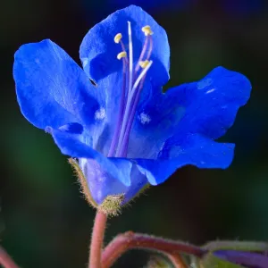 Phacelia, SBBG Photo Contest 2012