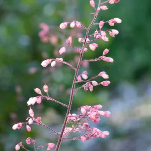 pink Heuchera, SBBG Photo Contest 2012