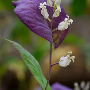 Streptanthus farnsworthianus, SBBG Photo Contest 2012