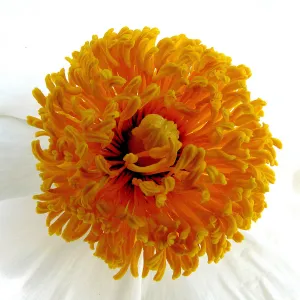 Matilija poppy, third place winner, Celebrate Wildflowers category, SBBG Photo Contest 2012