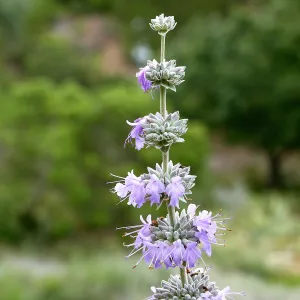 Salvia, SBBG Photo Contest 2012 Sage