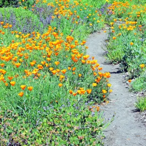 Groundcover Display, SBBG Photo Contest 2012