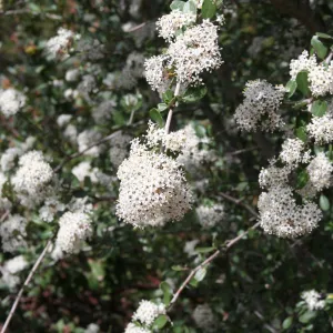 Ceanothus megacarpus at SBBG
