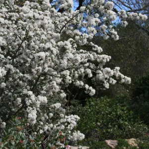 Ceanothus megacarpus at SBBG