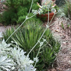 Eriogonum giganteum in Carol Bornsteins garden