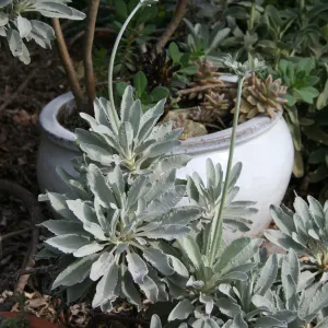 Eriogonum giganteum in Carol Bornstein's garden