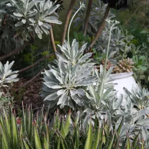 Eriogonum giganteum in Carol Bornstein's garden