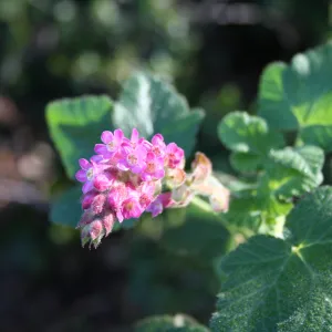 Ribes (Currant, Gooseberry )
