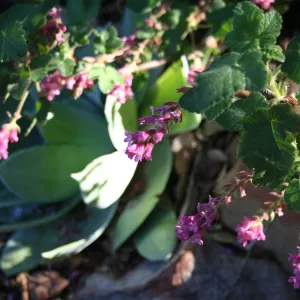 Ribes (Currant, Gooseberry )