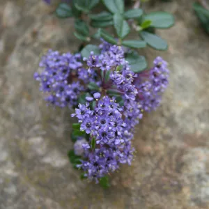 Ceanothus maritimus at SBBG