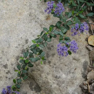 Ceanothus maritimus at SBBG