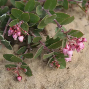 Arctostaphylos 'Arroyo Cascade' at SBBG