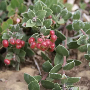 Arctostaphylos Arroyo Cascade at SBBG