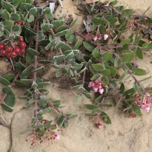 Arctostaphylos Arroyo Cascade at SBBG
