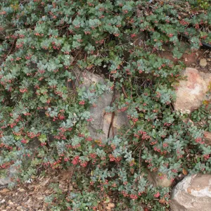 Arctostaphylos Arroyo Cascade at SBBG