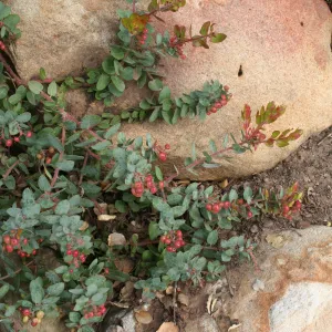 Arctostaphylos Arroyo Cascade at SBBG