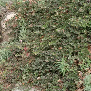 Arctostaphylos Arroyo Cascade at SBBG