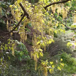 Quercus kelloggii in flower on east edge of Meadow
