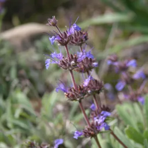 Salvia (Sage) Pacific Blue?