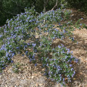 Ceanothus (California Lilac) at SBBG