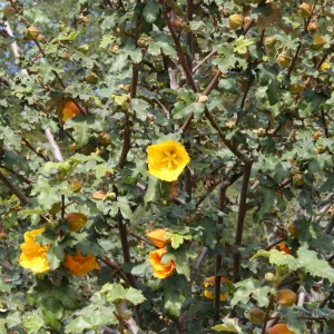 Fremontodendron 