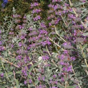 Salvia (Sage) Amethyst Bluff at SBBG