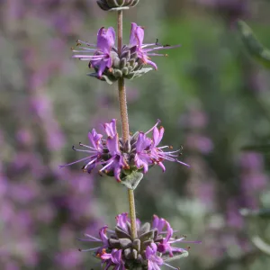 Salvia Amethyst Bluff at SBBG