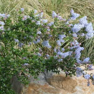 Ceanothus Blue Cloud at SBBG