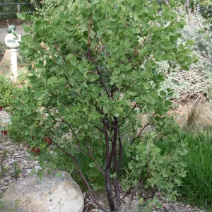 Manzanita at top of Meadow
