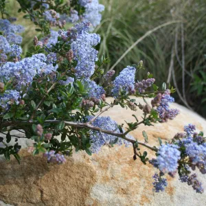 Ceanothus Blue Cloud at SBBG