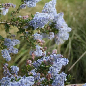 Ceanothus Blue Cloud at SBBG