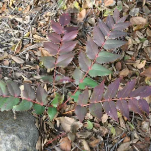 Berberis