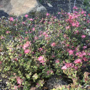 Fairy duster - Calliandra eriophylla - in the Desert Section