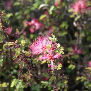 Fairy duster - Calliandra eriophylla - in the Desert Section