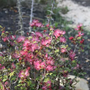 Fairy duster - Calliandra eriophylla - in the Desert Section