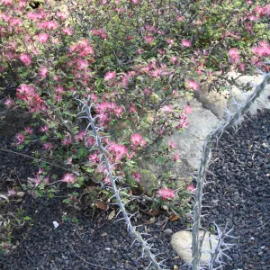 Fairy duster - Calliandra eriophylla - in the Desert Section