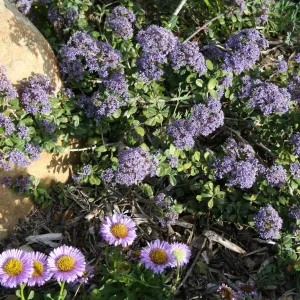 Erigeron glaucus, Ceanothus maritimus in Ground Cover Display