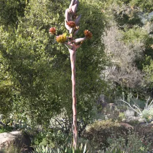 Agave shawii in flower in the Desert Section