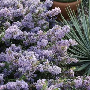 Ceanothus maritimus