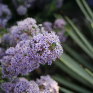 Ceanothus maritimus