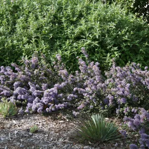 Ceanothus maritimus with Salvia Pt Sal (Sage) at Wittl garden 