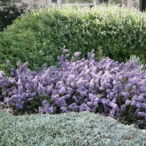 Ceanothus maritimus (Maritime Ceanothus) with Lessingia Silver Carpet, Salvia (Sage) Pt Sal at Wittl garden