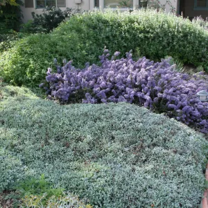 Ceanothus maritimus (Maritime Ceanothus) with Lessingia Silver Carpet, Salvia Pt Sal (Sage) at Wittl garden