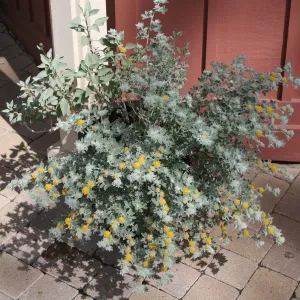 Lotus argophyllus niveus in pot at entrance kiosk