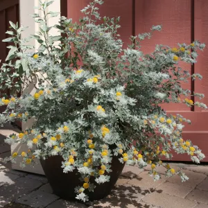Lotus argophyllus niveus in pot at entrance kiosk