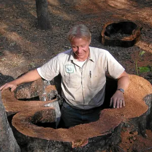 Dave Kershaw in cut sycamore stump