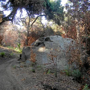 Fire damage in the Canyon, Lassiter Boulder