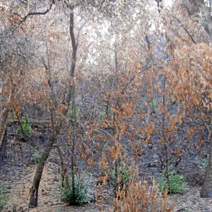 Fire damage in the Canyon